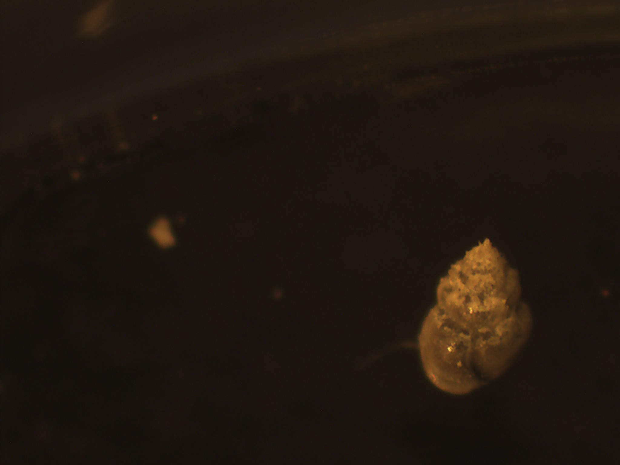 gasteropode da determinare